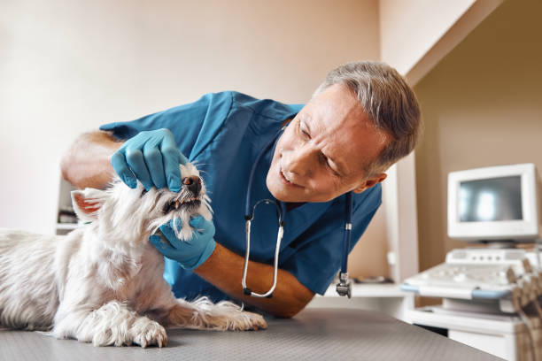 Best Emergency Root Canal Treatment in Melcher Dallas, IA